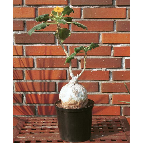 2pcs Uncarina roeoesliana Seeds Bonsai plant