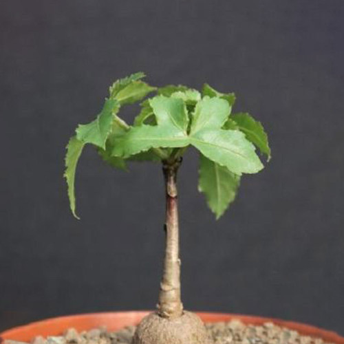 2pcs Cussonia natalensis Fresh Seeds Good bonsai plants