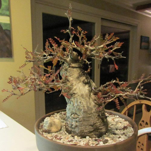 2pcs Operculicarya decaryi Fresh Seeds Good bonsai plants