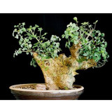 2pcs Commiphora campestris Seeds Bonsai plant
