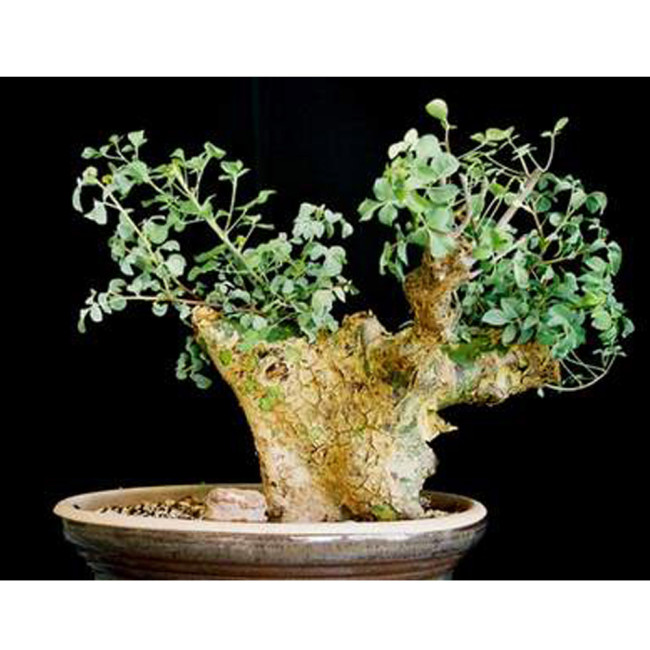 2pcs Commiphora campestris Seeds Bonsai plant