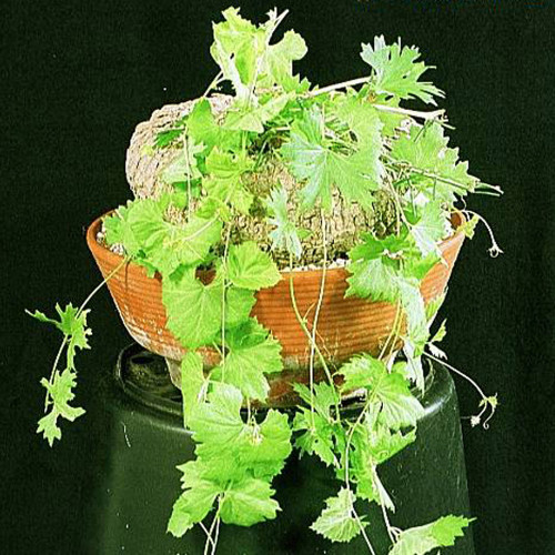 2pcs Ibervillea sonorensis Seeds Bonsai plant