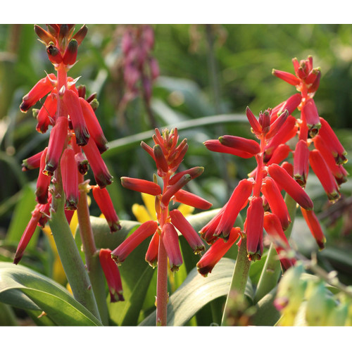 10pcs Lachenalia bulbifera Fresh Seed Very Beautiful Flowers