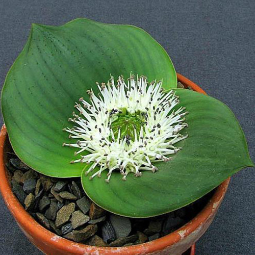 10PCS Massonia depressa Seeds Bonsai plant