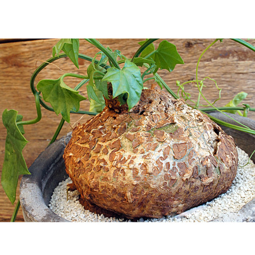 2PCS CYCLANTHEROPSIS parviflora Seeds Bonsai plant