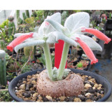 20PCS Sinningia leucotricha Seeds Bonsai plant