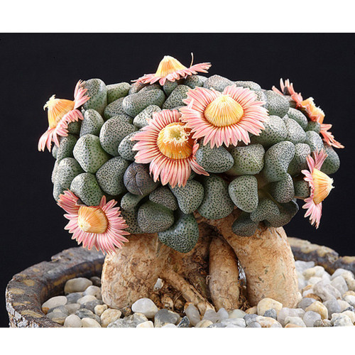 20pcs Aloinopsis schooneesii Seeds Bonsai plant Rare succulents
