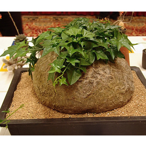 5pcs Gerrardanthus macrorrhizus Seeds Lovely potted plants