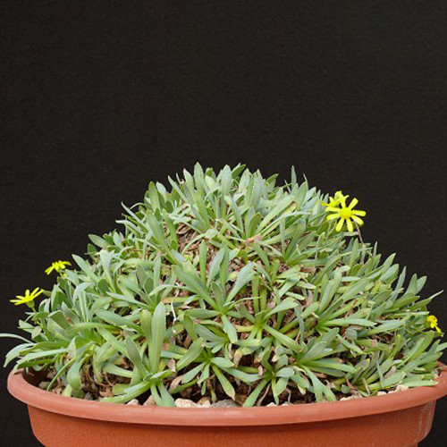 10PCS Othonna retrorsa Seeds Bonsai plant