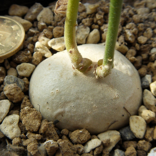 2pcs Gerrardanthus macrorrhizus Seeds Rare succulents