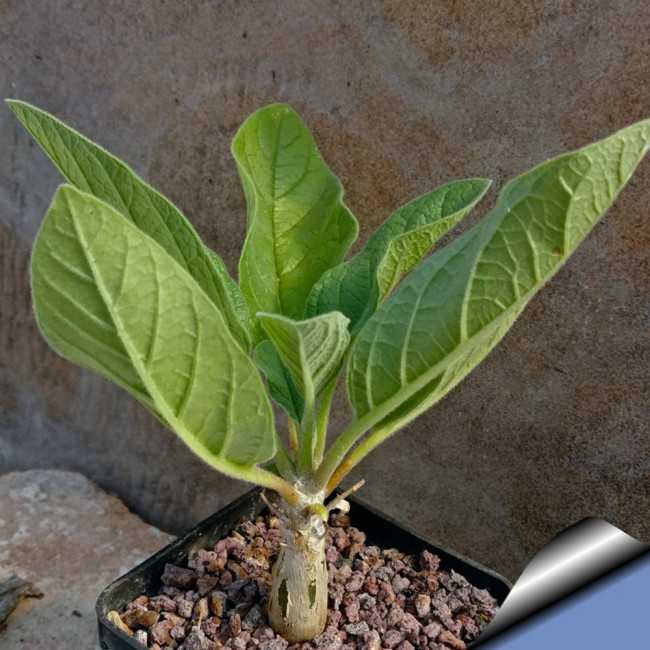 2pcs Sesamothamnus rivae Fresh Seed Bonsai Ornamental Plants