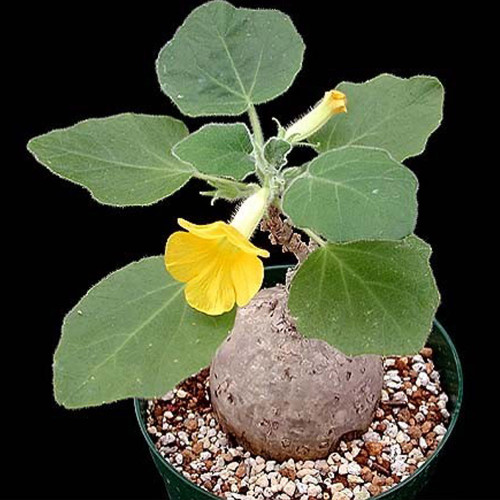 2pcs Uncarina roeoesliana Seeds Bonsai plant