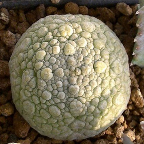 2pcs Pseudolithos sphaericus Fresh Seeds Good plants