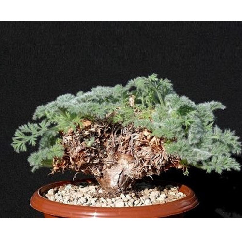 5PCS Pelargonium appendiculatum Seeds Rare plants