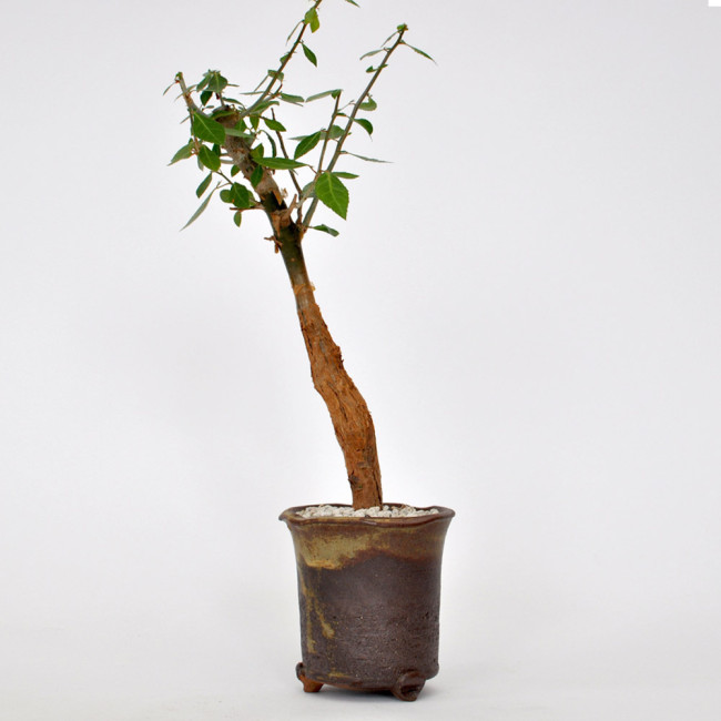 2PCS Commiphora lindensis, Rare, Bonsai plant, Burseraceae