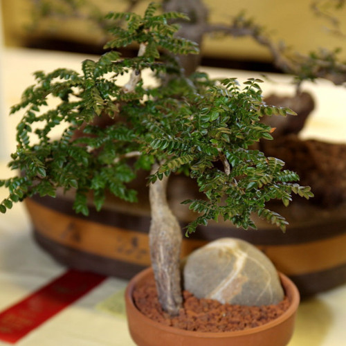 5PCS Operculicarya borealis Seeds Bonsai plant