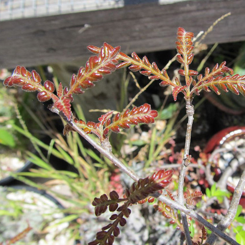 5PCS Operculicarya hirsutissima Seeds Rare plants