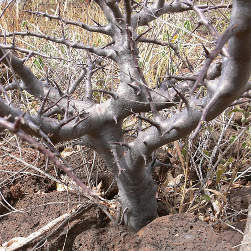 2PCS Commiphora rostrata, Rare, Bonsai, Frankincense, Succulent plant, Burseraceae