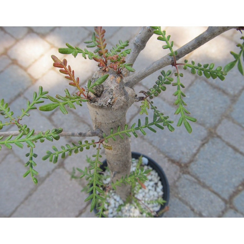 5PCS Operculicarya hirsutissima Seeds Rare plants