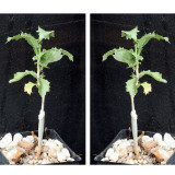 2PCS Commiphora Pteleifolia Seeds Burseraceae Plant