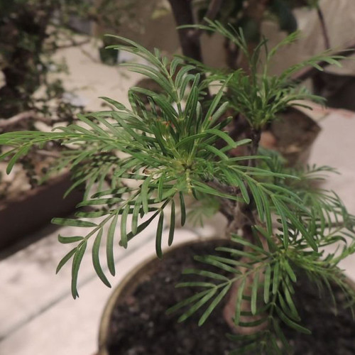 1PC Seeds Bursera galeottiana , Rare, Bonsai Plant