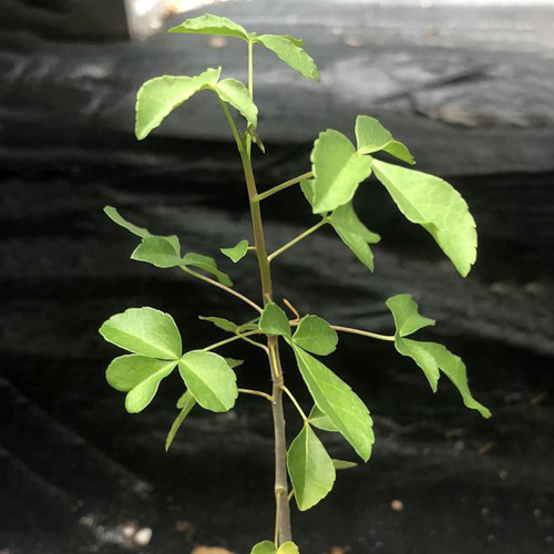 2PCS Seeds Commiphora mildbraedii , Rare, Bonsai plant, Burseraceae, Reddish Brown Bark