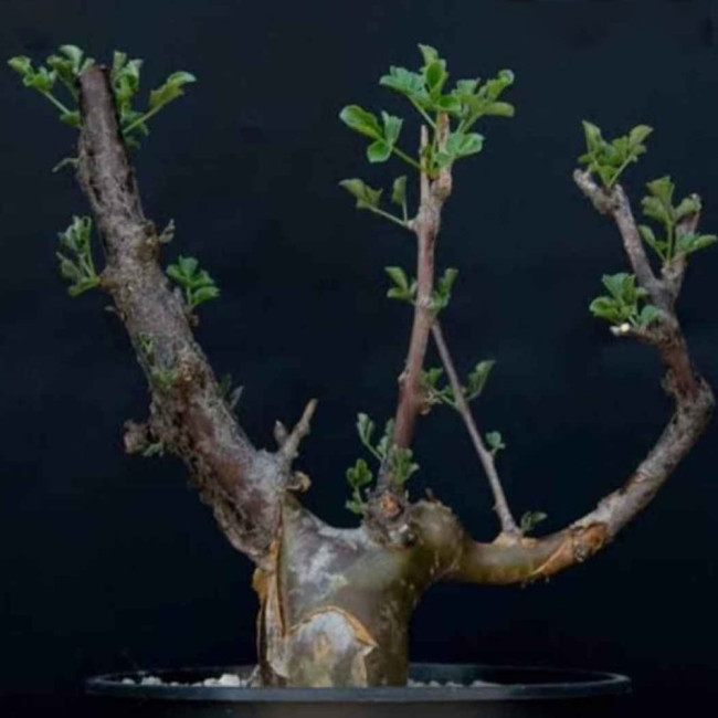 2PCS Commiphora Pteleifolia Seeds Burseraceae Plant