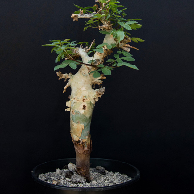 2PCS Commiphora pseudopaoli Seeds Burseraceae Plant