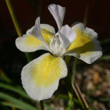 5PCS Moraea Serpenting * Beautiful Flowers * 5 Seeds * Rare *