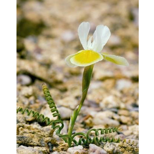 5PCS Moraea Serpenting * Beautiful Flowers * 5 Seeds * Rare *