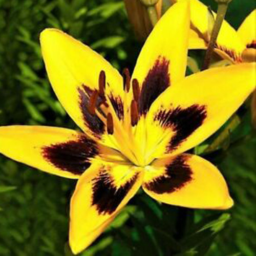 5PCS Romulea Tortuosa * Beautiful Flowers * 5 Seeds * Rare *