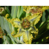 5PCS Ferraria Variabilis Seeds Iridaceae Pretty Flowers
