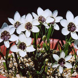 5PCS Geiss. tulbaghensis Seeds Beautiful Flowers