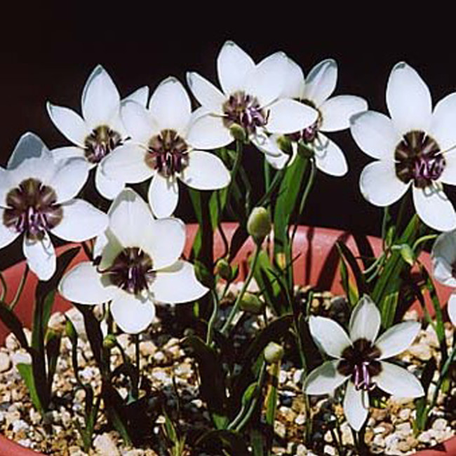 5PCS Geiss. tulbaghensis Seeds Beautiful Flowers