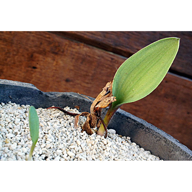 5PCS Eriospermum lanceifolium Rare Root Block Mist Ice Jade Seed