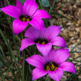 5PCS Romulea Tetragona * Beautiful Flowers * 5 Seeds * Rare *