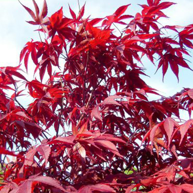 10PCS Acer palmatum 'Atropurpureum' Rare Potted Plant Red Maple Leaf Seeds