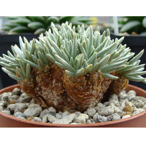 10PCS Avonia Quinaria Seeds Rare Potted Plant