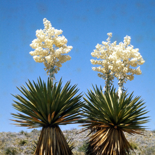 10PCS Yucca Carnerosana Palm Trees Garden Plants - Seeds