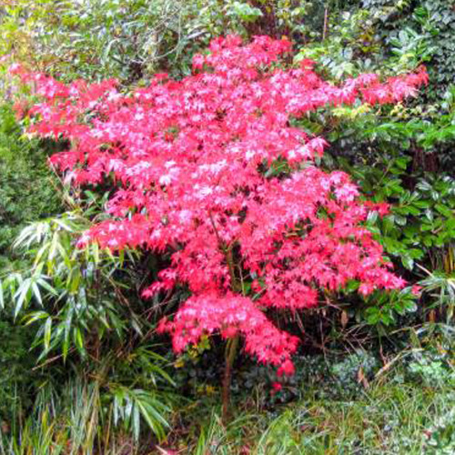 10PCS Acer Palmatum Rare Potted Plant Red Maple Leaf Seeds