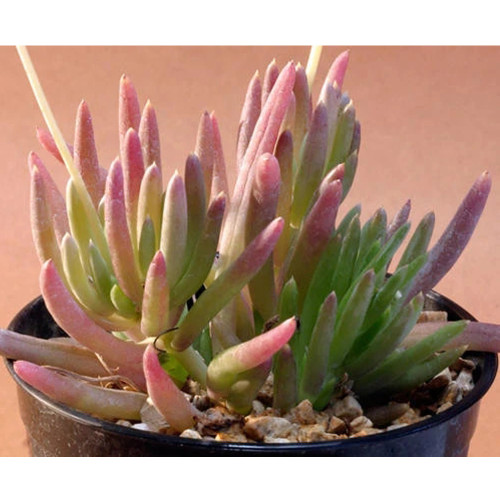 10PCS Othonna Carnosa Seeds Rare Potted Plant Succulent