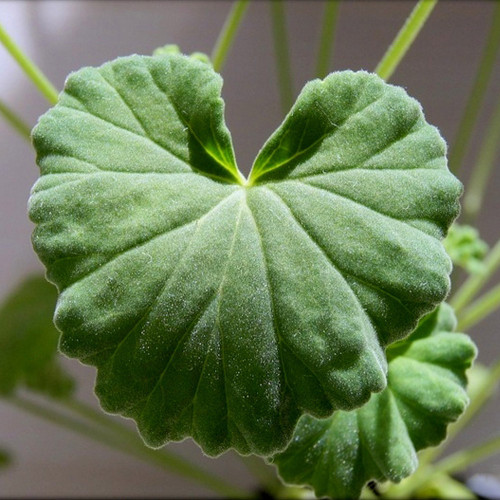 5PCS Pelargonium worcesterae Seeds Rare Potted Plant