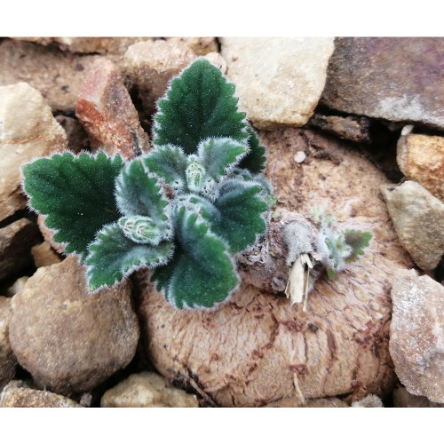 10PCS Sinningia Iarae Seeds Rare Potted Plant Succulent