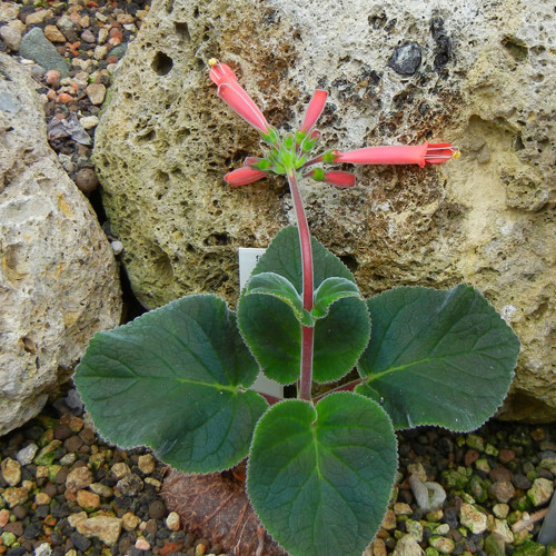 10PCS Sinningia Iarae Seeds Rare Potted Plant Succulent
