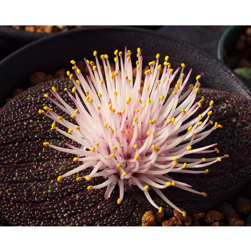 10PCS Massonia pustulata Seeds Purple Succulent Plants Blistered Massonia Seeds
