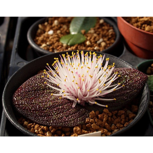 10PCS Massonia pustulata Seeds Purple Succulent Plants Blistered Massonia Seeds