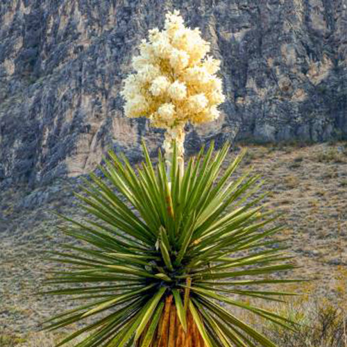 10PCS Yucca Carnerosana Palm Trees Garden Plants - Seeds
