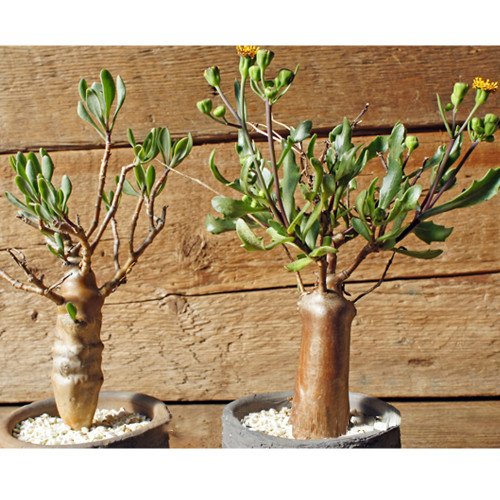 5PCS Othonna lobata Seeds Rare Potted Plant