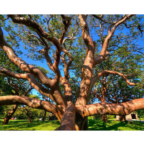 10PCSBursera simaruba Seeds Rare Potted Plant