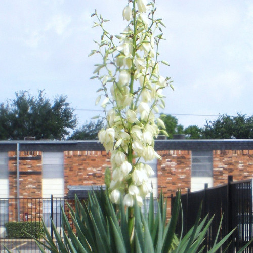 10PCS Yucca Glauca - Soapweed Yucca - fresh seeds - Hardiest Yucca In The World!